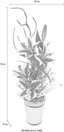 I.GE.A. Kunstpflanze Lilien mit Keramiktopf Rot Bild 1