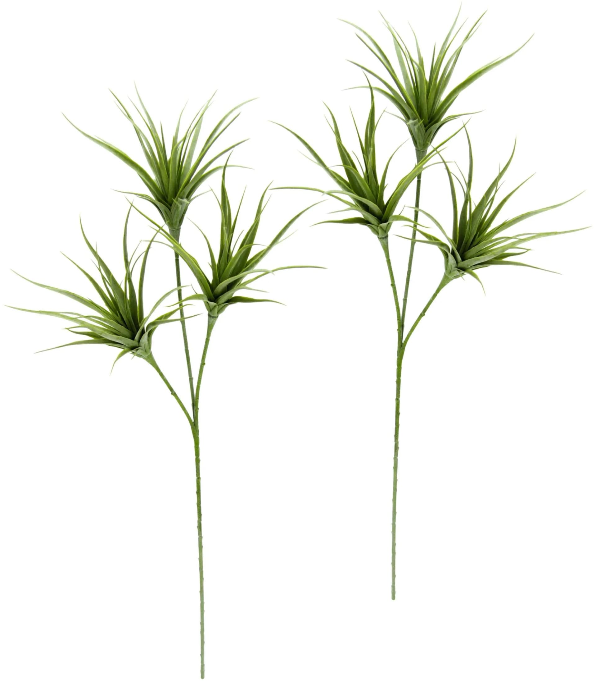 I.GE.A. Kunstpflanze Tillandsia Set 2er Grün Kunststoff