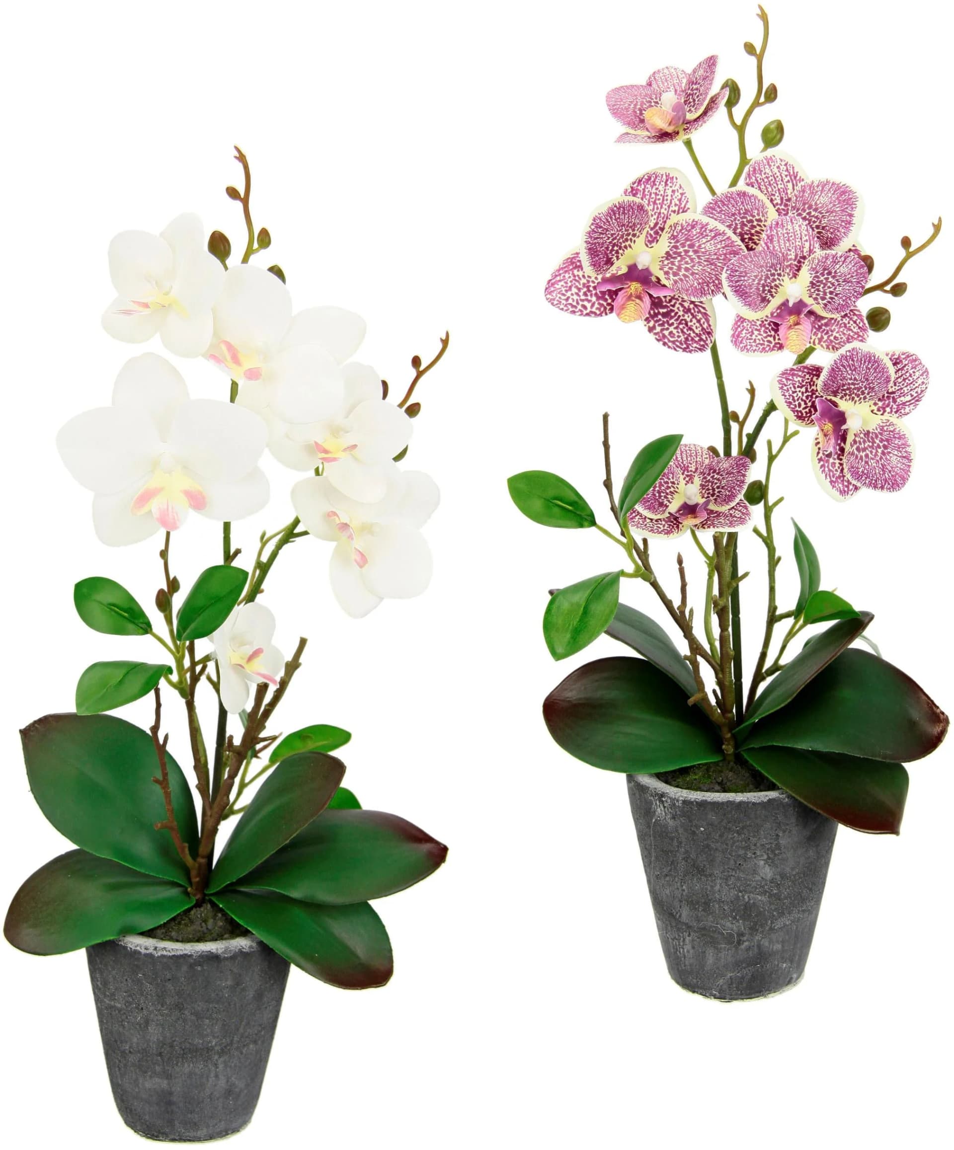 I.GE.A. Kunstorchidee Phalaenopsis 2er Set Creme/Rosa Keramiktopf - Bild 2