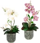 I.GE.A. Kunstorchidee Phalaenopsis 2er Set Beige/Rosa/Orange Keramiktopf Bild 2