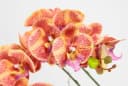 Kunstblume Orchidee Phalaenopsis mit Übertopf Hochzeit Bild 1