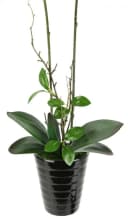 Kunstblume Orchidee Phalaenopsis mit Übertopf Hochzeit Bild 3