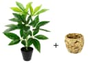 Kunstpflanze Schefflera, I.GE.A., 48 cm, Übertopf Grün Bild 1