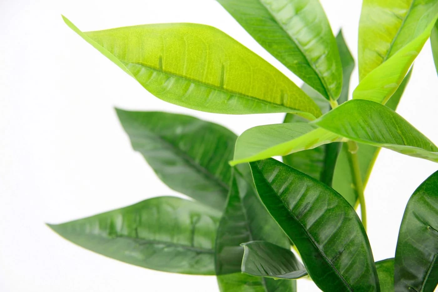Kunstpflanze Schefflera, I.GE.A., 48 cm, Übertopf Grün - Bild 3