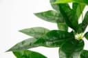 Kunstpflanze Schefflera, I.GE.A., 48 cm, Übertopf Grün Bild 4