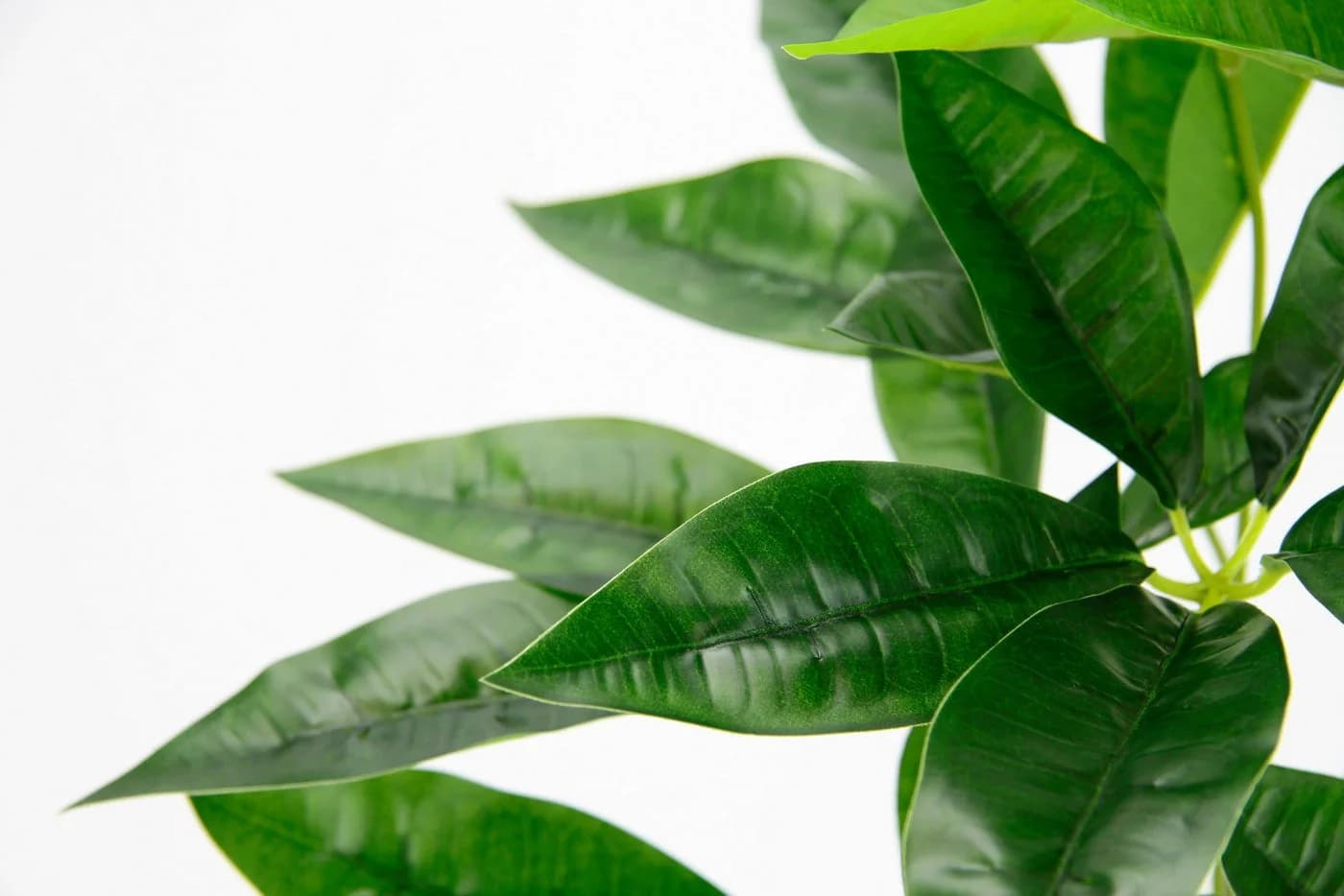 Kunstpflanze Schefflera, I.GE.A., 48 cm, Übertopf Grün - Bild 4
