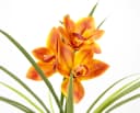 I.GE.A. Kunstorchidee Orange mit Keramiktopf Bild 1