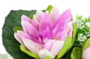 I.GE.A. Kunstblume Lotus in Muschel-Topf Rosa Wasserlilien Bild 5