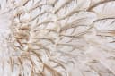 HOME AFFAIRE Engelsflügel Wanddekoobjekt Beige Polyresin Bild 5