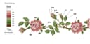 Delindo Lifestyle Tischläufer Kreuzstich Set Rosa Bild 3