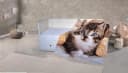 KINZLER Wohndecke Mikrofaser Fotodruck Katze Bunt 150x200 cm Bild 1
