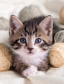 KINZLER Wohndecke Mikrofaser Fotodruck Katze Bunt 150x200 cm Bild 2