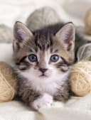 KINZLER Wohndecke Mikrofaser Fotodruck Katze Bunt 150x200 cm Bild 3