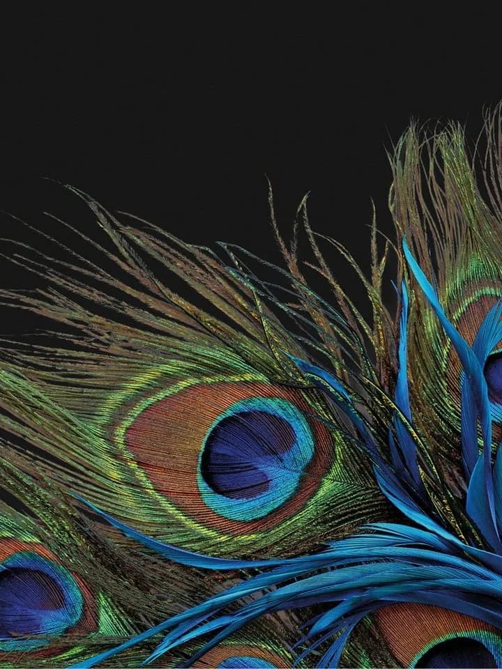KINZLER Wohndecke Mikrofaser Fotodruck Pfau Bunt - Bild 2