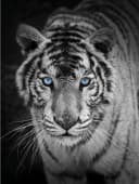 KINZLER Wohndecke Mikrofaser Fotodruck Tiger Bunt Bild 2