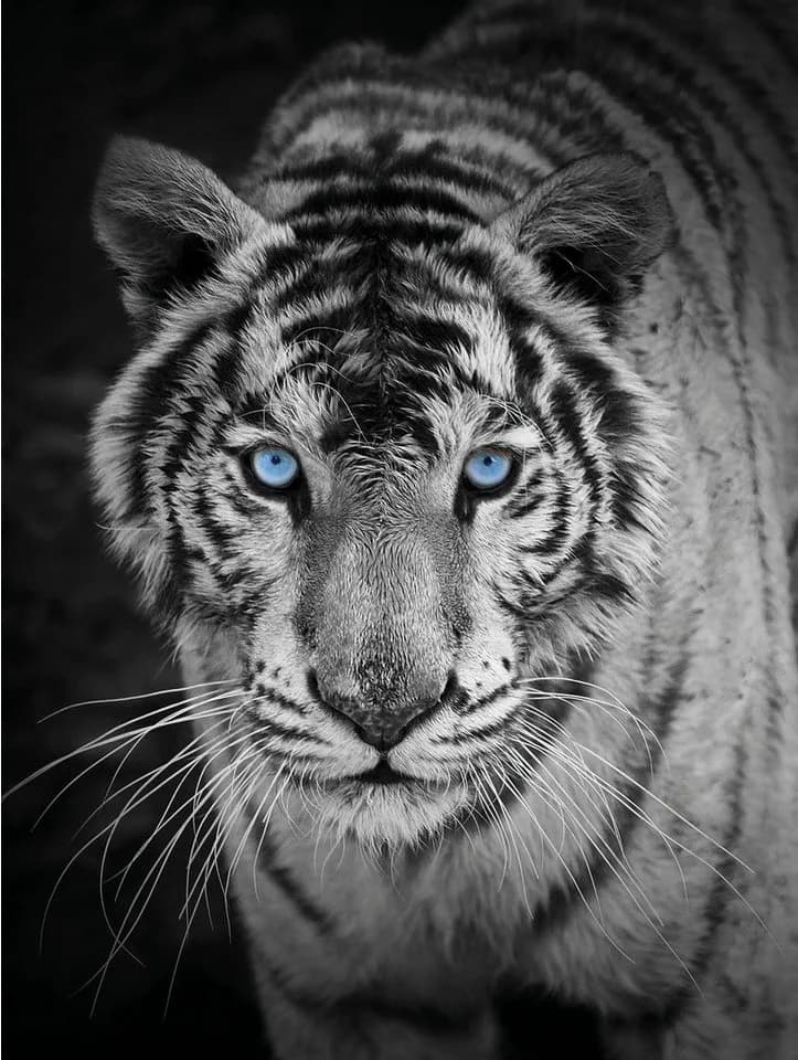KINZLER Wohndecke Mikrofaser Fotodruck Tiger Bunt - Bild 2