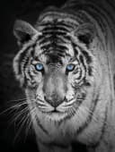 KINZLER Wohndecke Mikrofaser Fotodruck Tiger Bunt Bild 3
