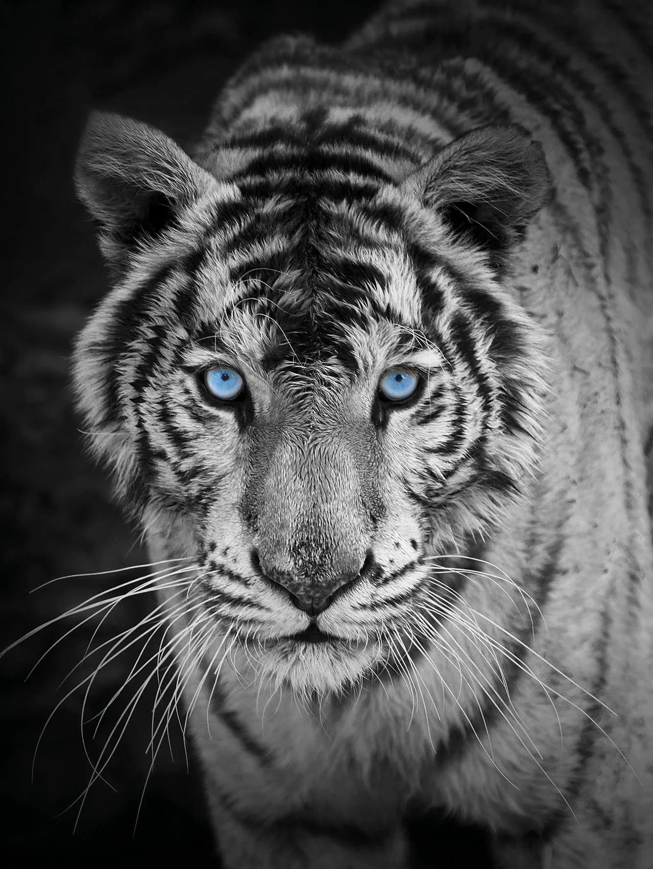 KINZLER Wohndecke Mikrofaser Fotodruck Tiger Bunt - Bild 3