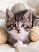 OTTO DE Coral-Fleece Wohndecke Tiermotiv Katze Bild 2