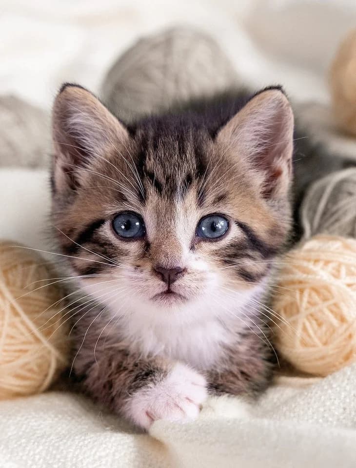 OTTO DE Coral-Fleece Wohndecke Tiermotiv Katze - Bild 2