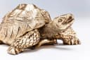 Kare Design Dekofigur Schildkröte Gold Bild 4