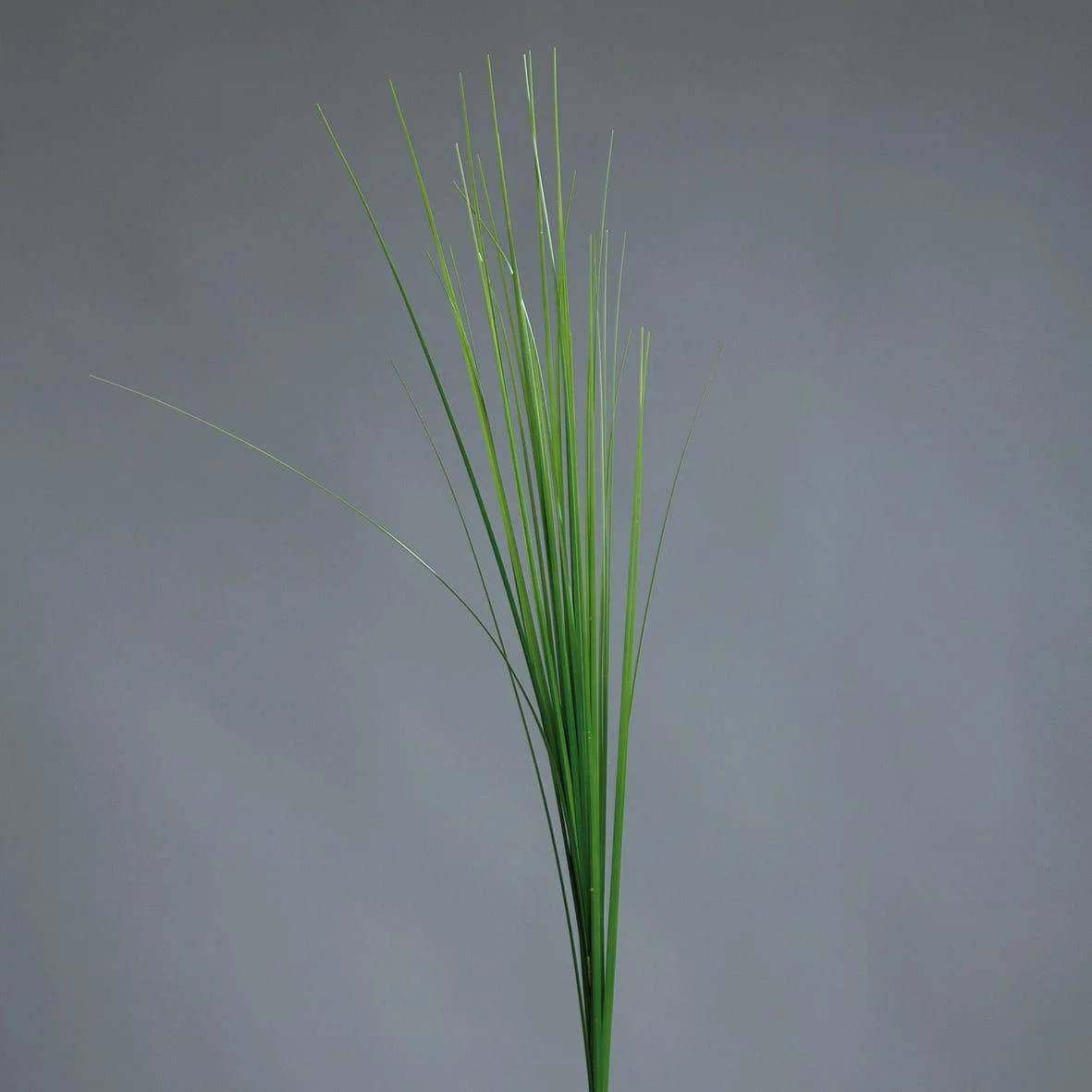 DPI Kunstpflanze Isolepsis Grün 70 cm