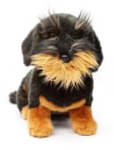 Uni-Toys Kuscheltier Rauhaardackel 24 cm Plüsch Hund Bild 1