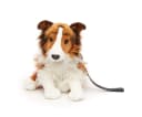 Uni-Toys Kuscheltier Langhaarcollie mit Leine - 27 cm - Plüsch-Hund Bild 2