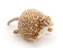 Uni-Toys Kuscheltier ROLLIN' WILD - Leopard - 19 cm oder 27 cm Bild 2