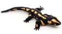 Uni-Toys Kuscheltier Feuersalamander Plüsch 34 cm Bild 3