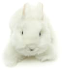 Uni-Toys Kuscheltier Löwenkopf-Kaninchen Weiß 23 cm Bild 1