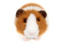 Uni-Toys Kuscheltier Meerschweinchen 21 cm Braun/Weiß Plüschtier Recyceltes Füllmaterial Bild 1