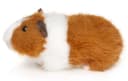 Uni-Toys Kuscheltier Meerschweinchen 21 cm Braun/Weiß Plüschtier Recyceltes Füllmaterial Bild 3