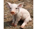 colourliving Dekofigur Schwein Trixi Rosa Polyresin Garten Bild 4