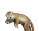 colourliving Dekofigur Erdmännchen chillend Gartenfigur handbemalt Polyresin Bild 4