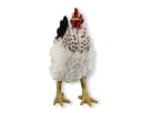 colourliving Deko Huhn Figur Weiß 35cm stehend Bild 1