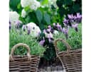 colourliving Pflanzkorb Weide mit Henkel und Folieneinsatz Bild 4