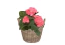 colourliving Weidenkorb "Potato" mit Henkel und Folieneinsatz Braun Bild 1