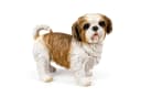 colourliving Shih Tzu Hundefigur lebensecht Deko Hund Polyresin Bild 2