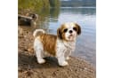 colourliving Shih Tzu Hundefigur lebensecht Deko Hund Polyresin Bild 4