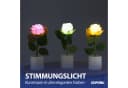 CEPEWA LED Dekolicht Rosen 3er Set Creme/Rosa/Weiß Bild 3