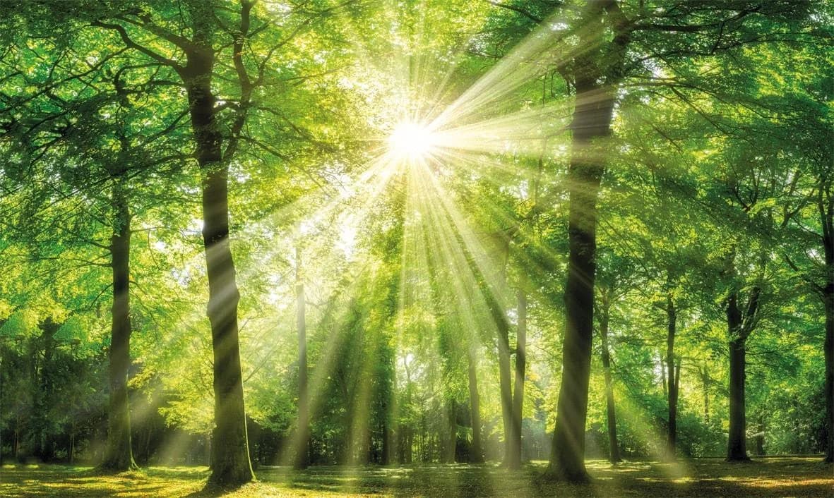 Bönninghoff Leinwandbild Sonnenstrahl Grün