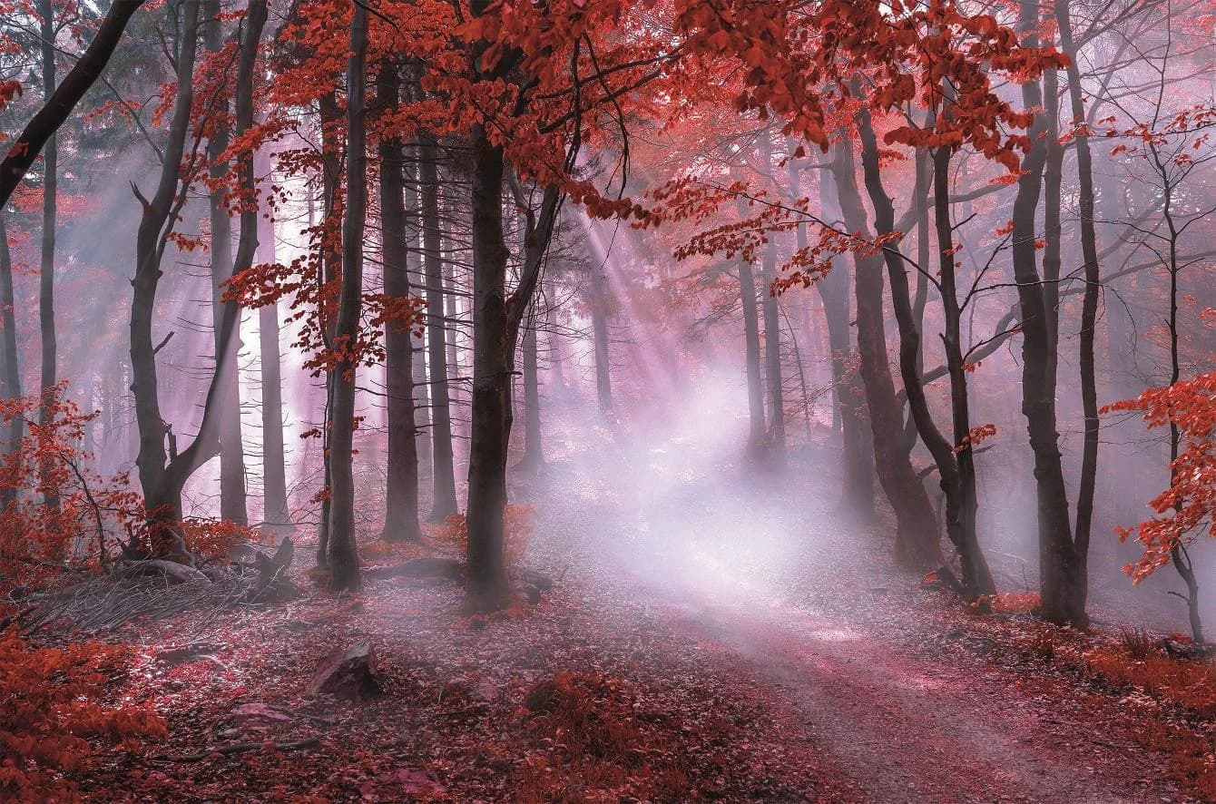 BÖNNINGHOFF Leinwandbild Herbstwald im Nebel Rot