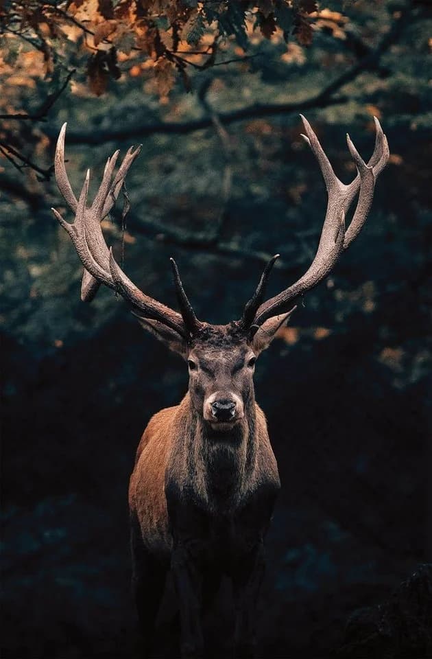 Bönninghoff Leinwandbild Hirsch Leinwand - Bild 2