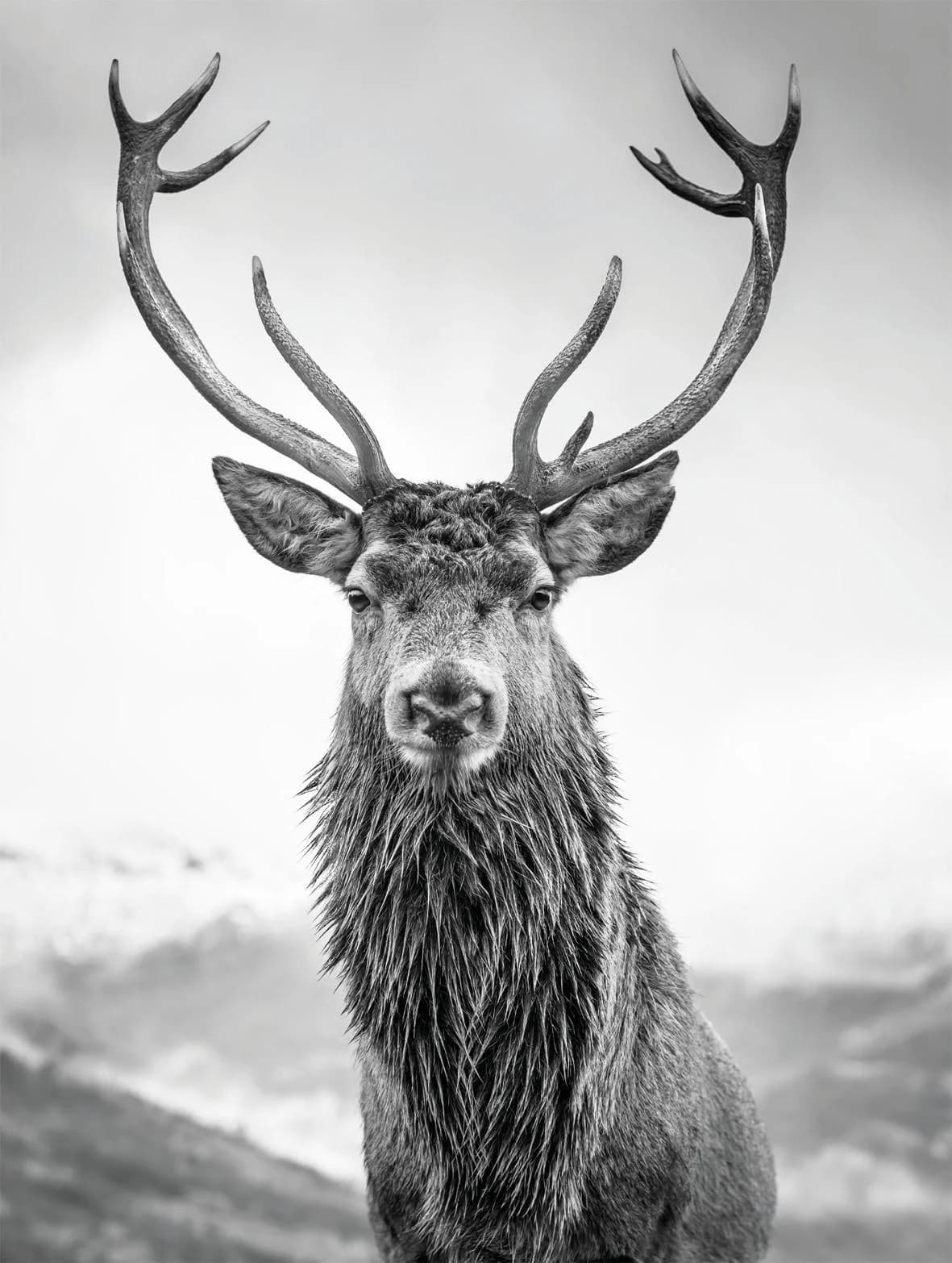 BÖNNINGHOFF Leinwandbild Grau Hirsch Motiv Canvas