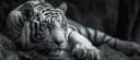 Bönninghoff Leinwandbild Tiger Wildtiere Bild 2