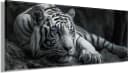 Bönninghoff Leinwandbild Tiger Wildtiere Bild 3