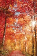 Leinwandbild BÖNNINGHOFF Rot Orange Gelb Naturmotiv Hochformat Bild 2