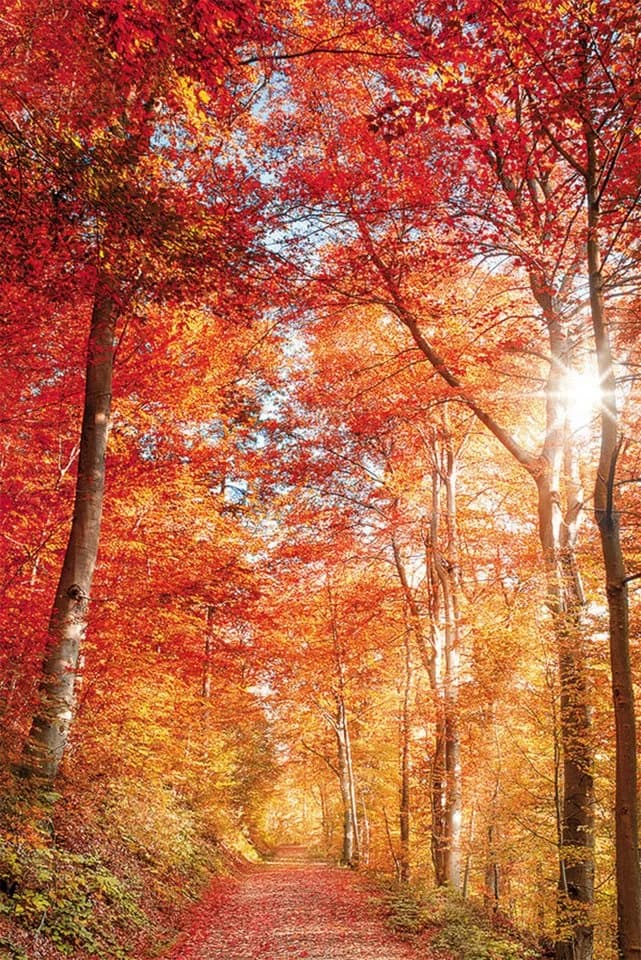 Leinwandbild BÖNNINGHOFF Rot Orange Gelb Naturmotiv Hochformat - Bild 2