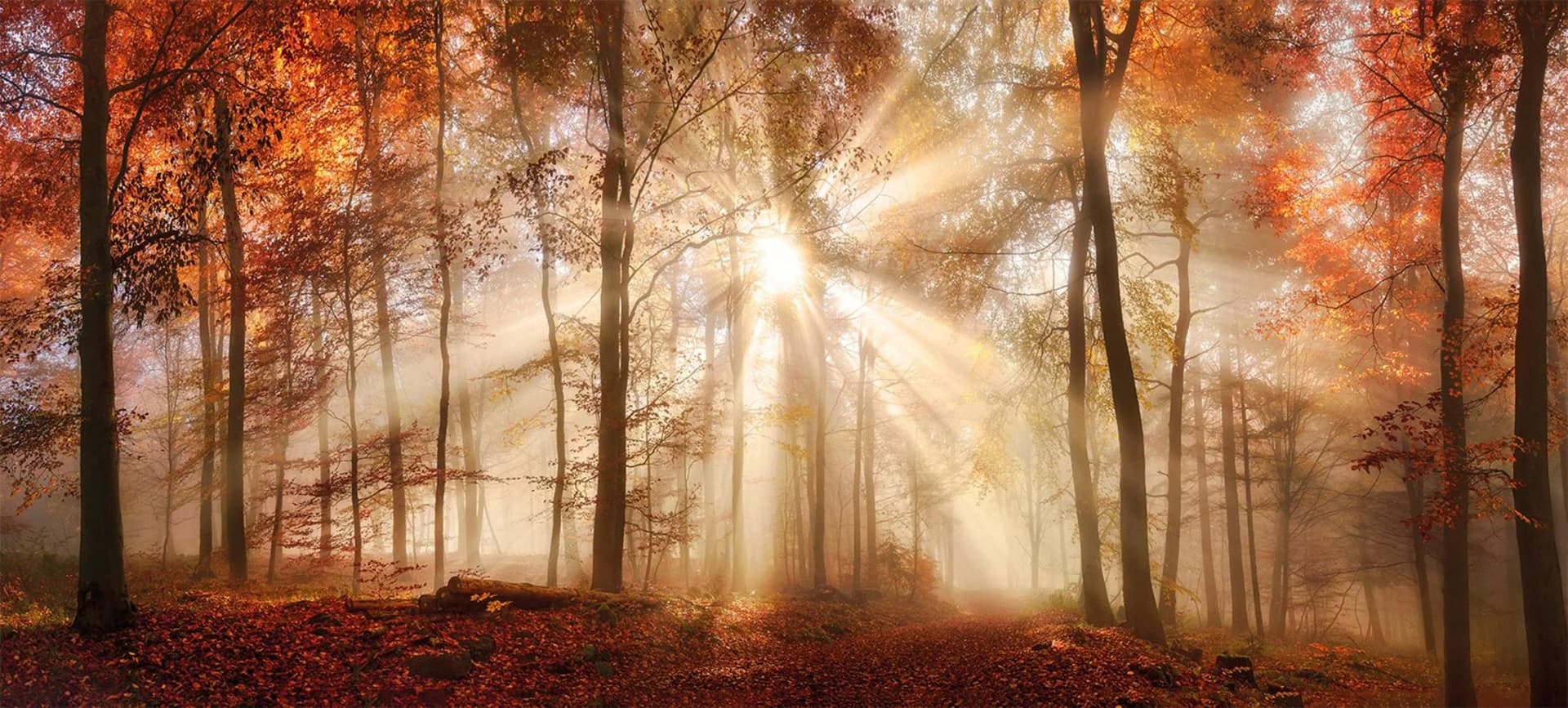 BÖNNINGHOFF Leinwandbild Herbstwald XXL 200x90 cm Canvas Keilrahmen